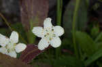 Kidneyleaf grass of Parnassus